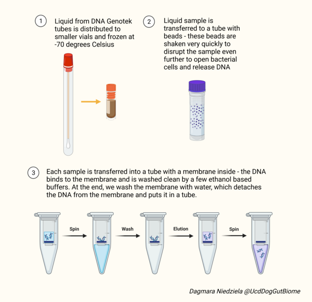 DNA extraction description